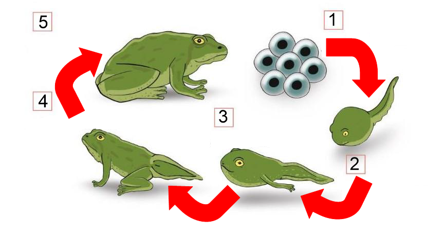 Ciclo de los anfibios.png